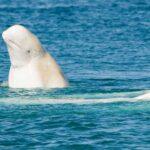 Explore the world - Beluga whales in Churchill, Manitoba.