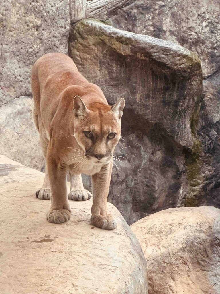 Puma in a exhibit La Paz Nature Park on road trip in Costa Rica